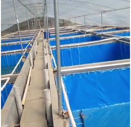 環保織造的現代傳承 無氣味無毒養殖魚池與水系統解析